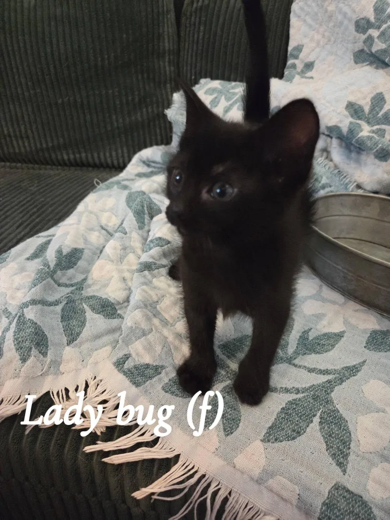 Lady Bug thumbnail 2