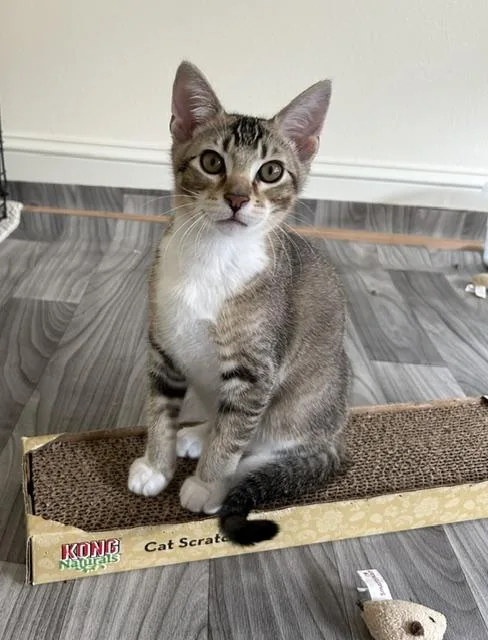 A baby medium-sized male Tabby (Brown / Chocolate) Domestic Short Hair cat named Kevy bonded to Declan for adoption in Portland, OR