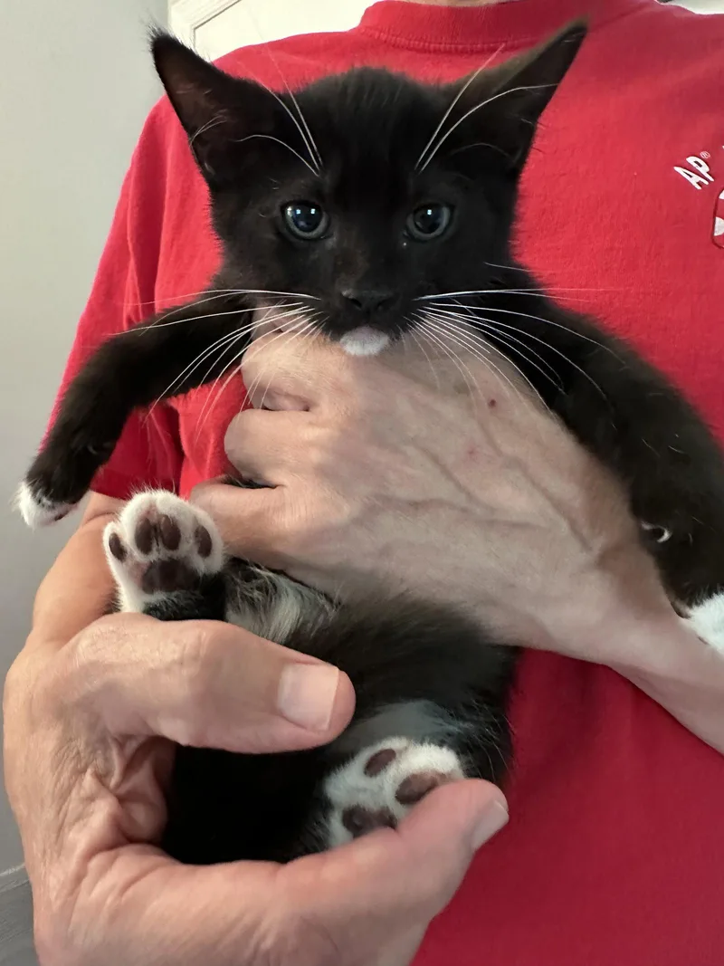A baby medium-sized male Black & White / Tuxedo Domestic Short Hair cat named Sherwood for adoption in Trenton, NJ