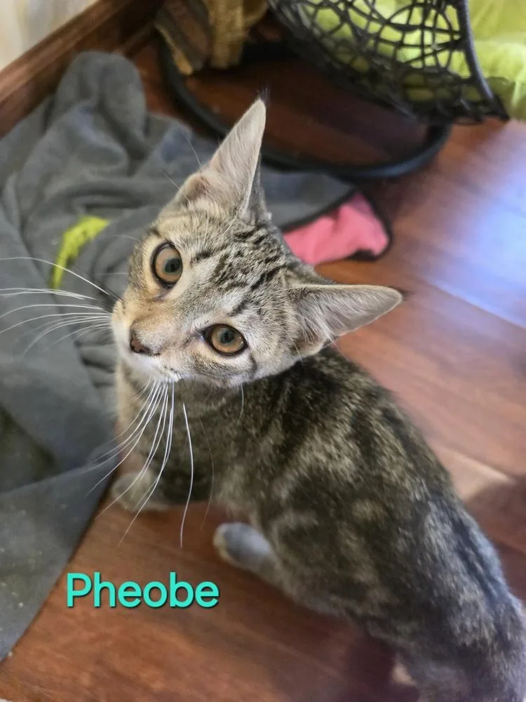 A baby small-sized female Brown / Chocolate Domestic Short Hair cat named Phoebe for adoption in Elyria, OH