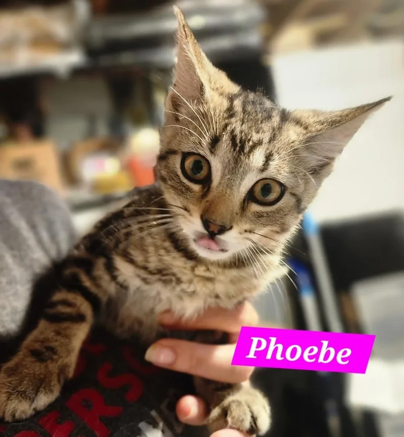 Phoebe thumbnail 2