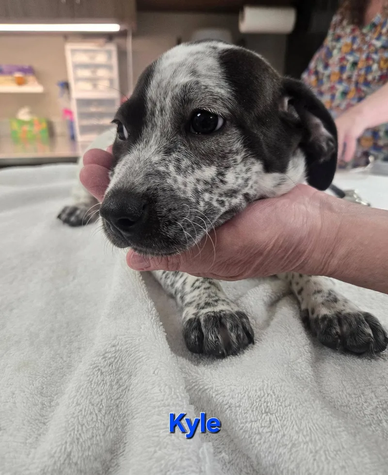 A baby medium-sized male Australian Cattle Dog / Blue Heeler dog named Kyle for adoption in Whitehall, PA