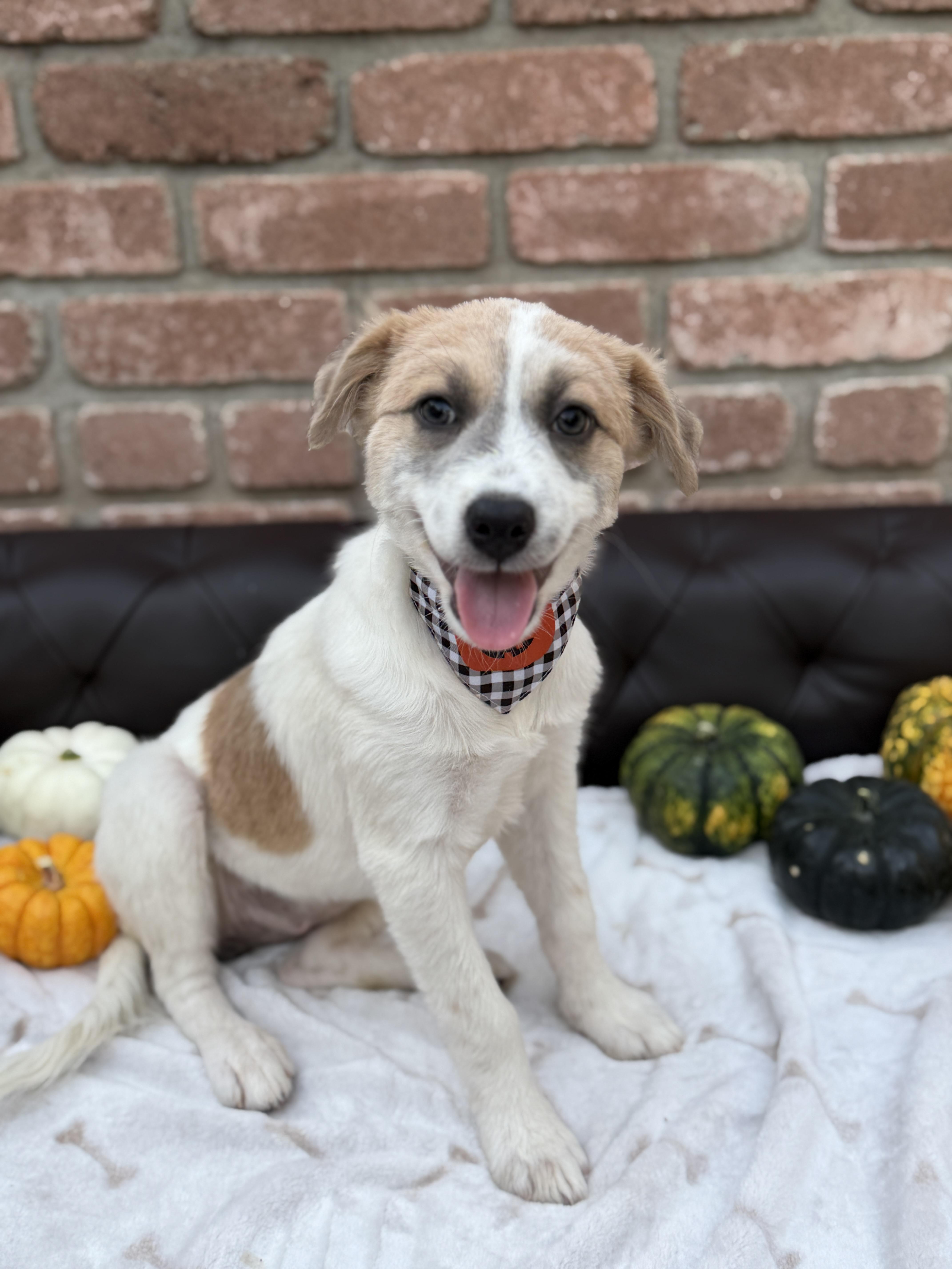 A baby medium-sized female Australian Shepherd dog named Poppi for adoption in San Diego, CA