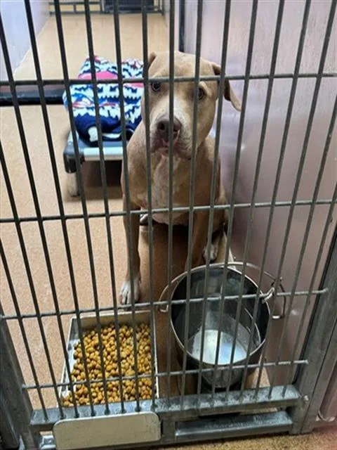 An adult large-sized female Pit Bull Terrier dog named Lady Olivia for adoption in Martinez, CA