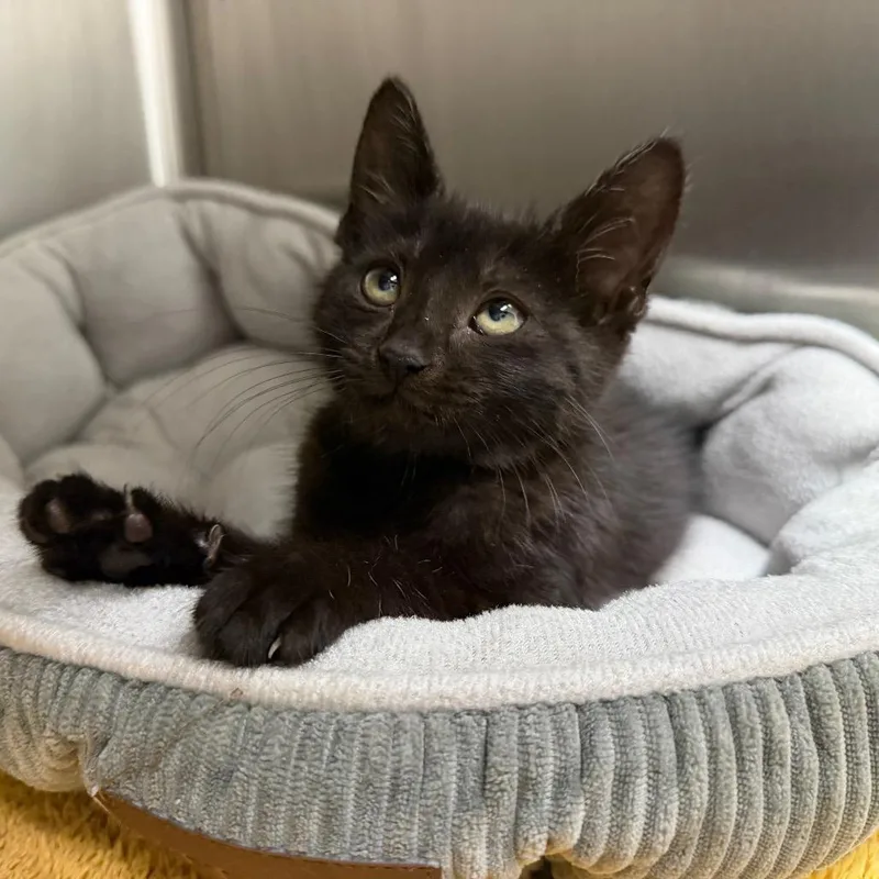 A baby small-sized female Black Domestic Short Hair cat named Cubby for adoption in Dickinson, TX