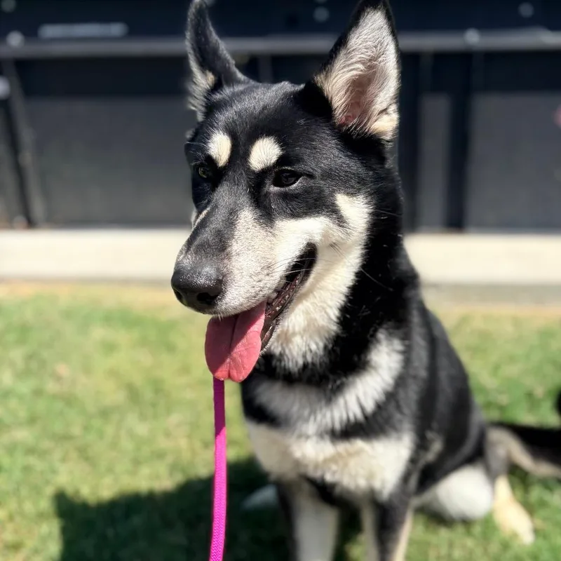 An adult medium-sized female Black Shepherd dog named Poppy for adoption in Concord, NC