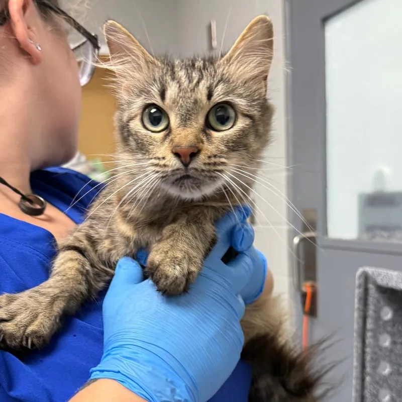 An adult medium-sized female Brown / Chocolate Domestic Short Hair cat named Moe for adoption in Greenville, SC