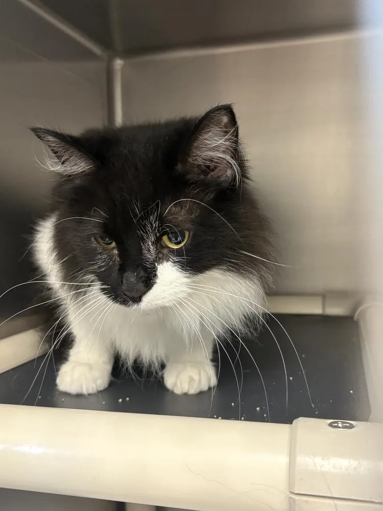 An adult large-sized male Black & White / Tuxedo Domestic Short Hair cat named Oreo for adoption in Bowling Green, OH