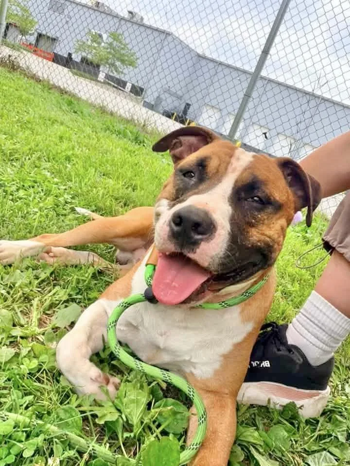 An adult medium-sized male Brown / Chocolate Pit Bull Terrier dog named Theodore for adoption in Chicago, IL