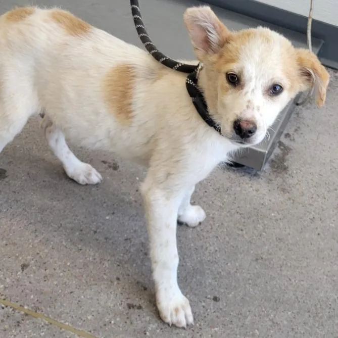A baby small-sized male White / Cream Mixed Breed dog named Winnie The Pooh for adoption in Las Cruces, NM