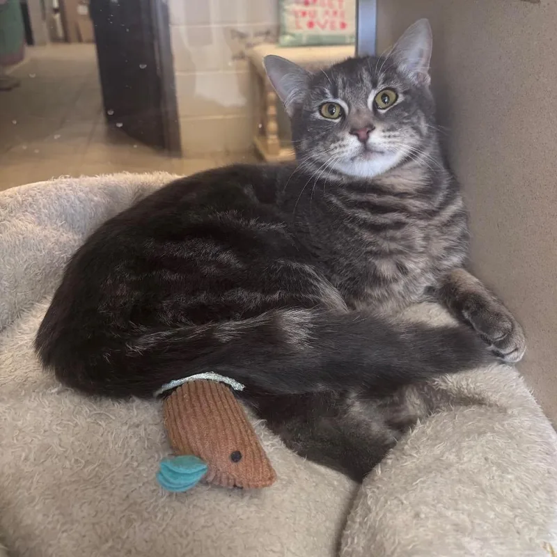 A young medium-sized male Gray / Blue / Silver Domestic Short Hair cat named Lyle for adoption in Marshalltown, IA