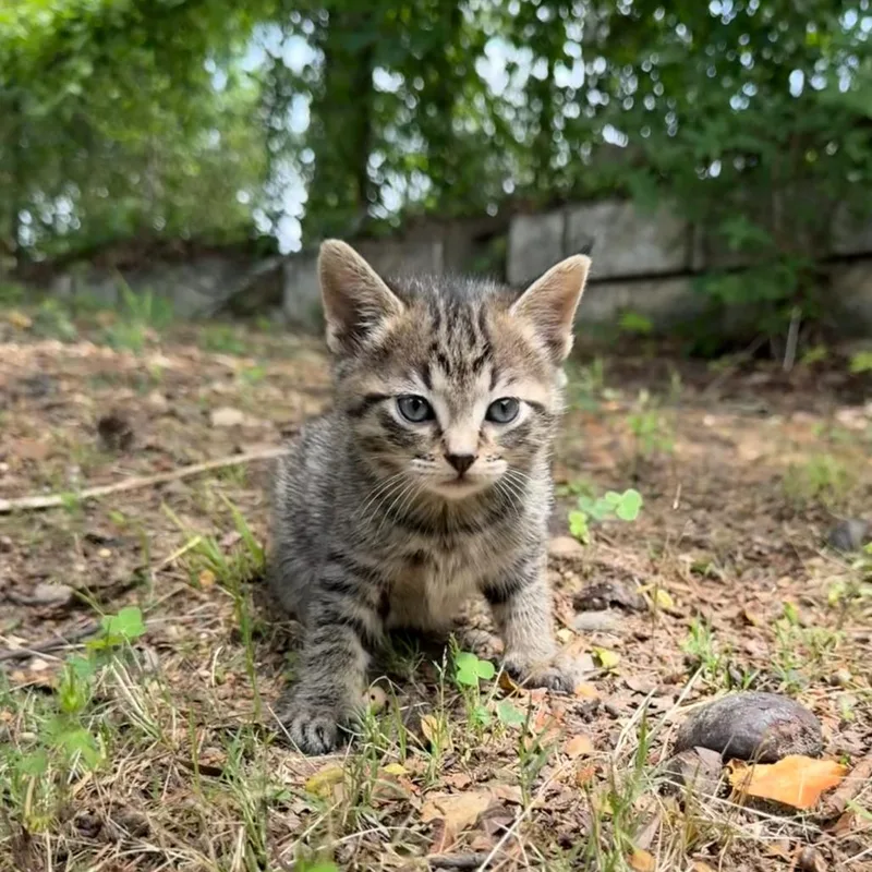 A baby small-sized female Brown / Chocolate Domestic Short Hair cat named Bita for adoption in Odenville, AL