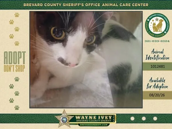 A young small-sized female Domestic Short Hair cat named Leia for adoption in Melbourne, FL