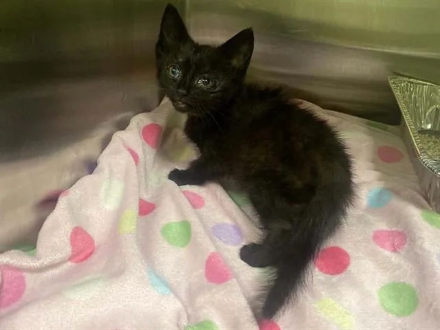 A baby small-sized male Domestic Long Hair cat named Oats for adoption in Tustin, CA