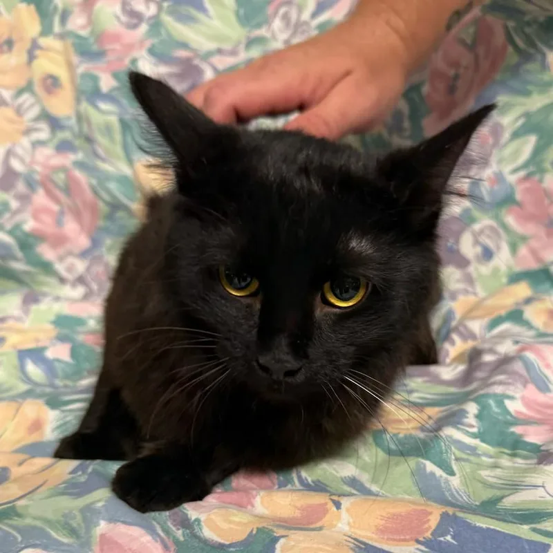 An adult small-sized female Black Domestic Short Hair cat named Nymeria for adoption in Midland, TX