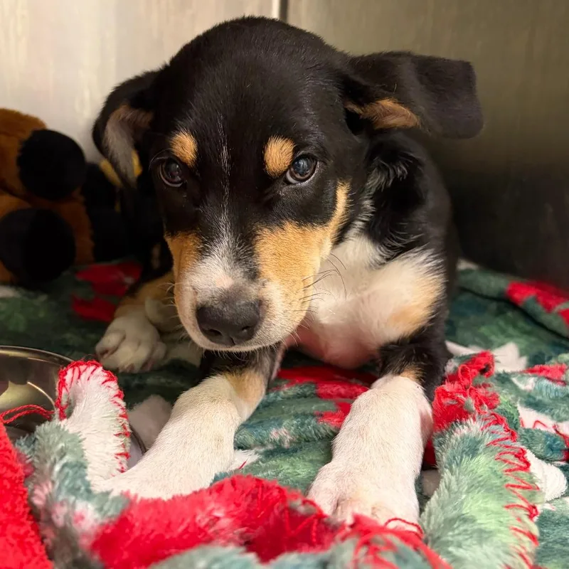 A baby small-sized female Black Border Collie dog named Joyland for adoption in Austin, TX