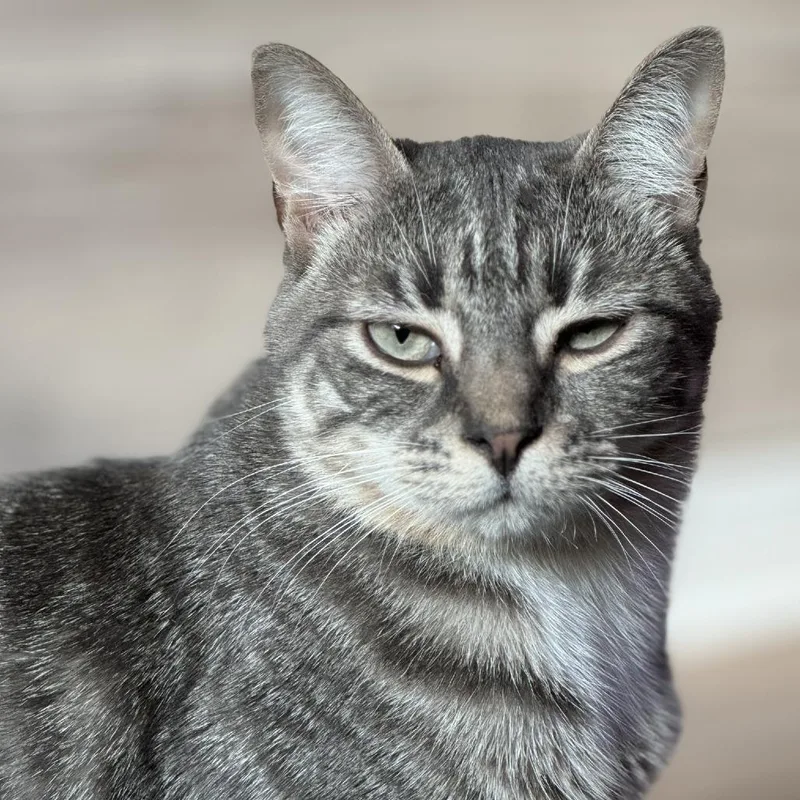 An adult medium-sized male Gray / Blue / Silver Domestic Short Hair cat named Buddy for adoption in Hollister, FL