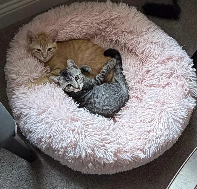 A baby medium-sized male Tabby (Orange / Red) Domestic Short Hair cat named Boomer for adoption in Fort Worth, TX