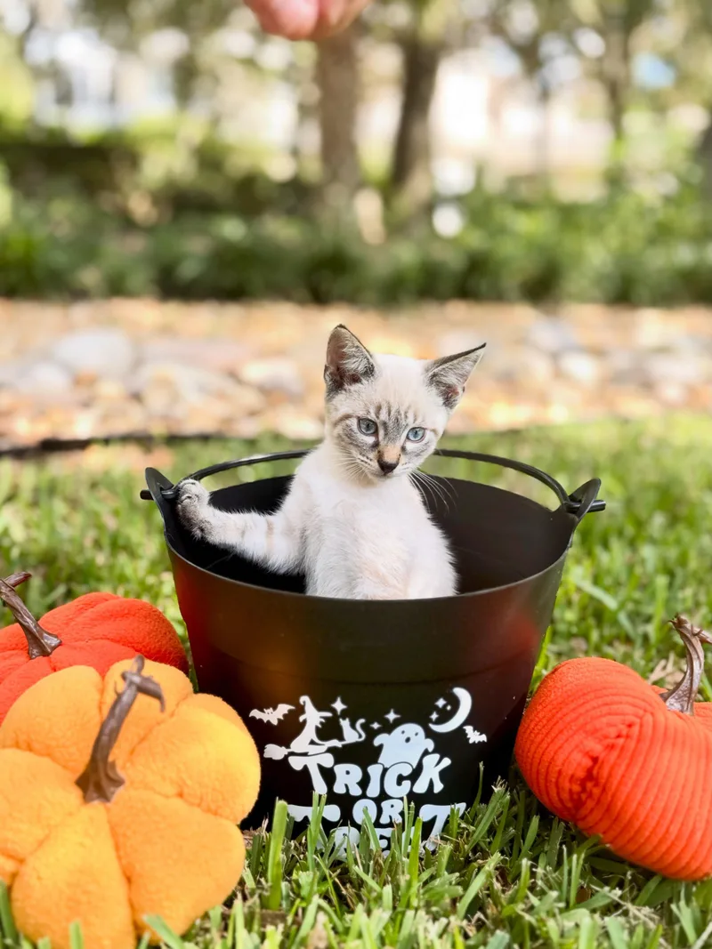 A baby small-sized male Siamese cat named Halo for adoption in Ocala, FL