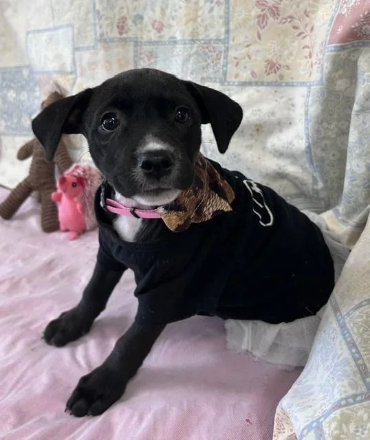 A baby small-sized female Tricolor (Brown, Black, & White) Terrier dog named Maggi for adoption in Crescent City, FL