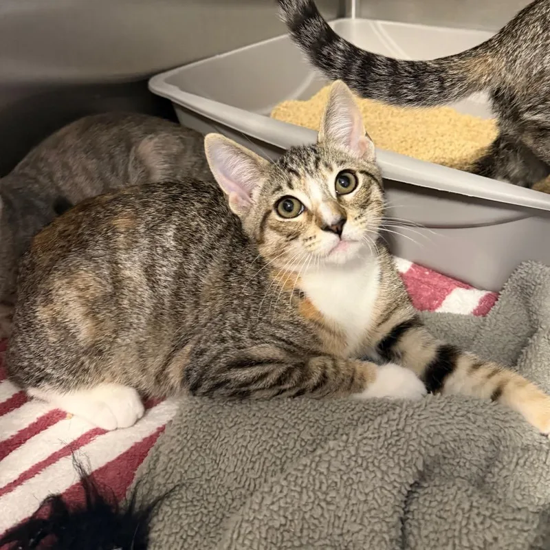 A baby small-sized female Brown / Chocolate Domestic Short Hair cat named Laramire for adoption in Newark, DE