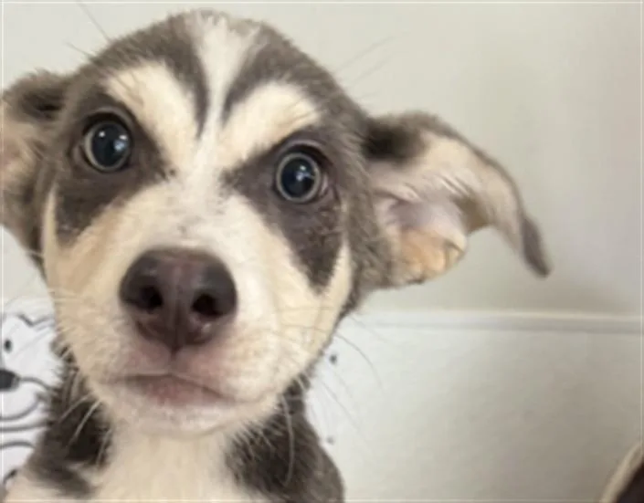A baby small-sized male Mixed Breed dog named Jake for adoption in San Pedro, CA