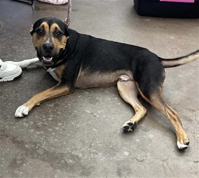 A young small-sized male Mixed Breed dog named Boss for adoption in Dallas, TX