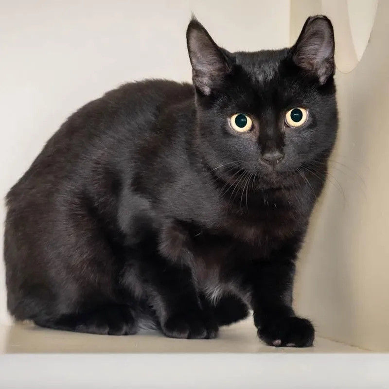 A young medium-sized male Black Domestic Short Hair cat named Batman for adoption in Victor, NY