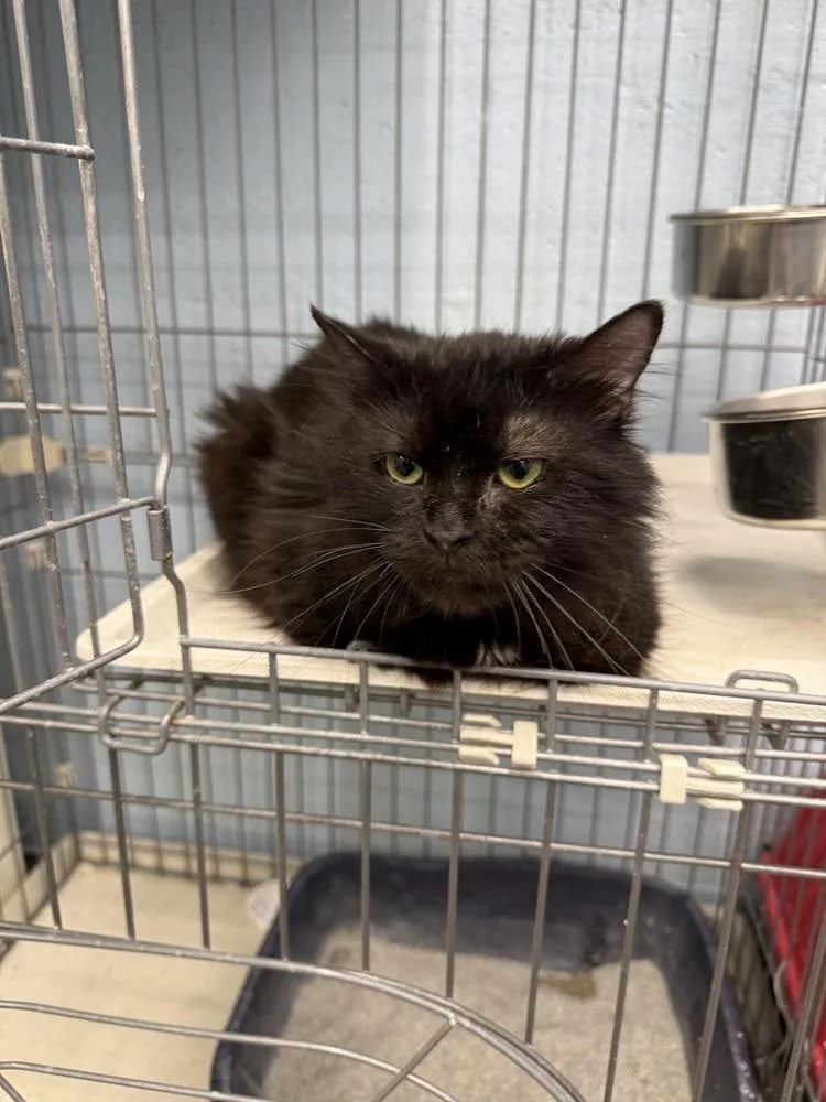 An adult medium-sized male Black Domestic Medium Hair cat named Cicero for adoption in West Mifflin, PA