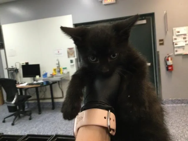 A baby small-sized female Domestic Short Hair cat named Sage for adoption in Thousand Palms, CA