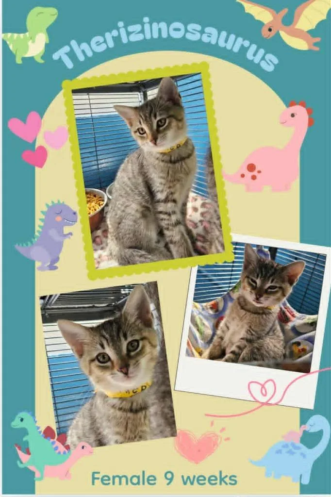 A baby small-sized female Domestic Short Hair cat named Therizinosaurus for adoption in Blountville, TN