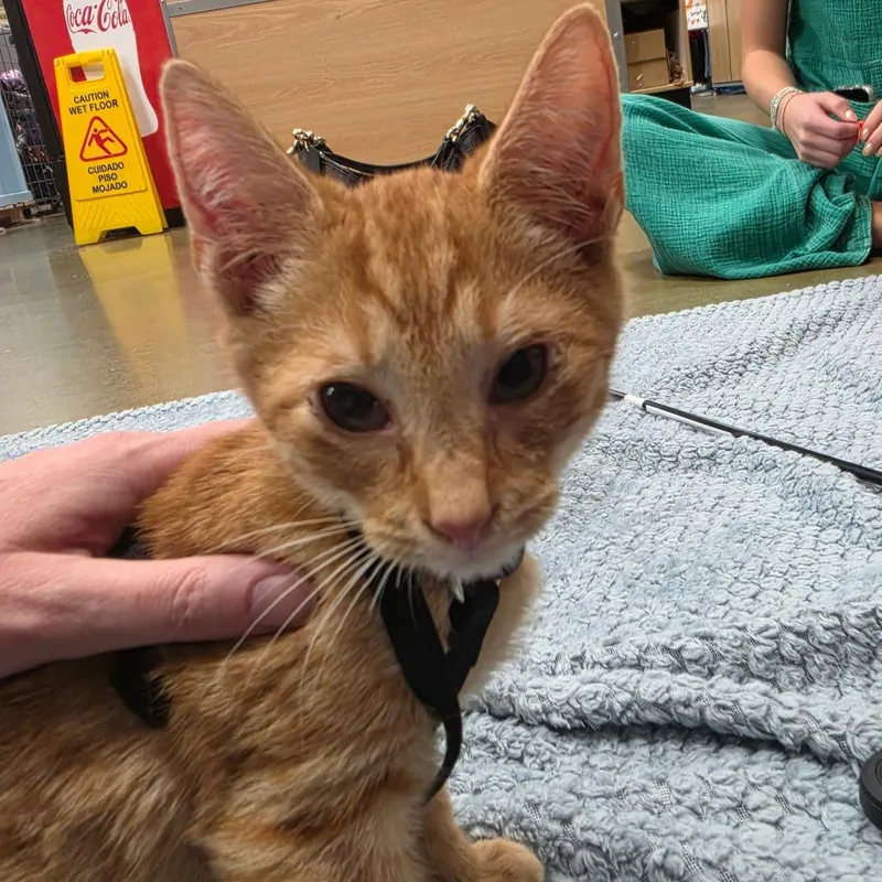 A baby small-sized male Orange / Red Domestic Short Hair cat named Jam for adoption in Canton, NC