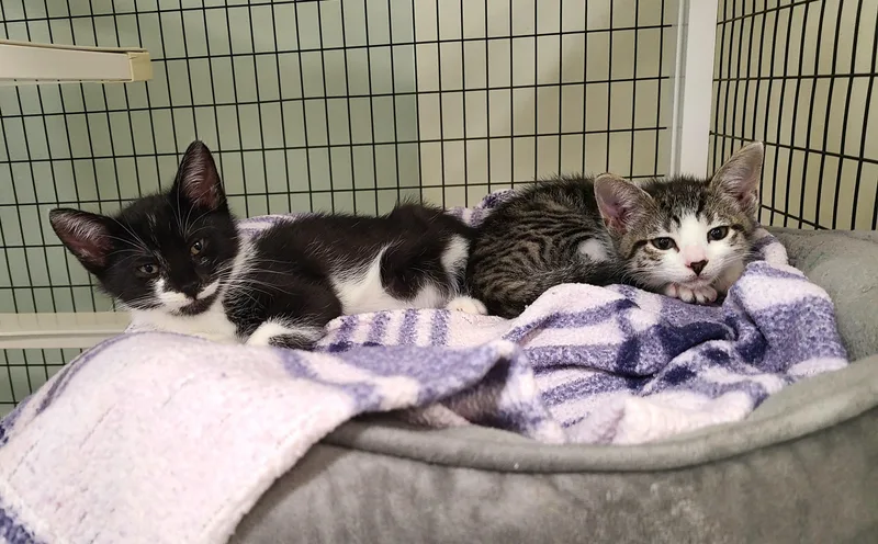 A baby medium-sized male Tabby (Brown / Chocolate) Domestic Short Hair cat named Badger & Skylar for adoption in Kirkland, WA