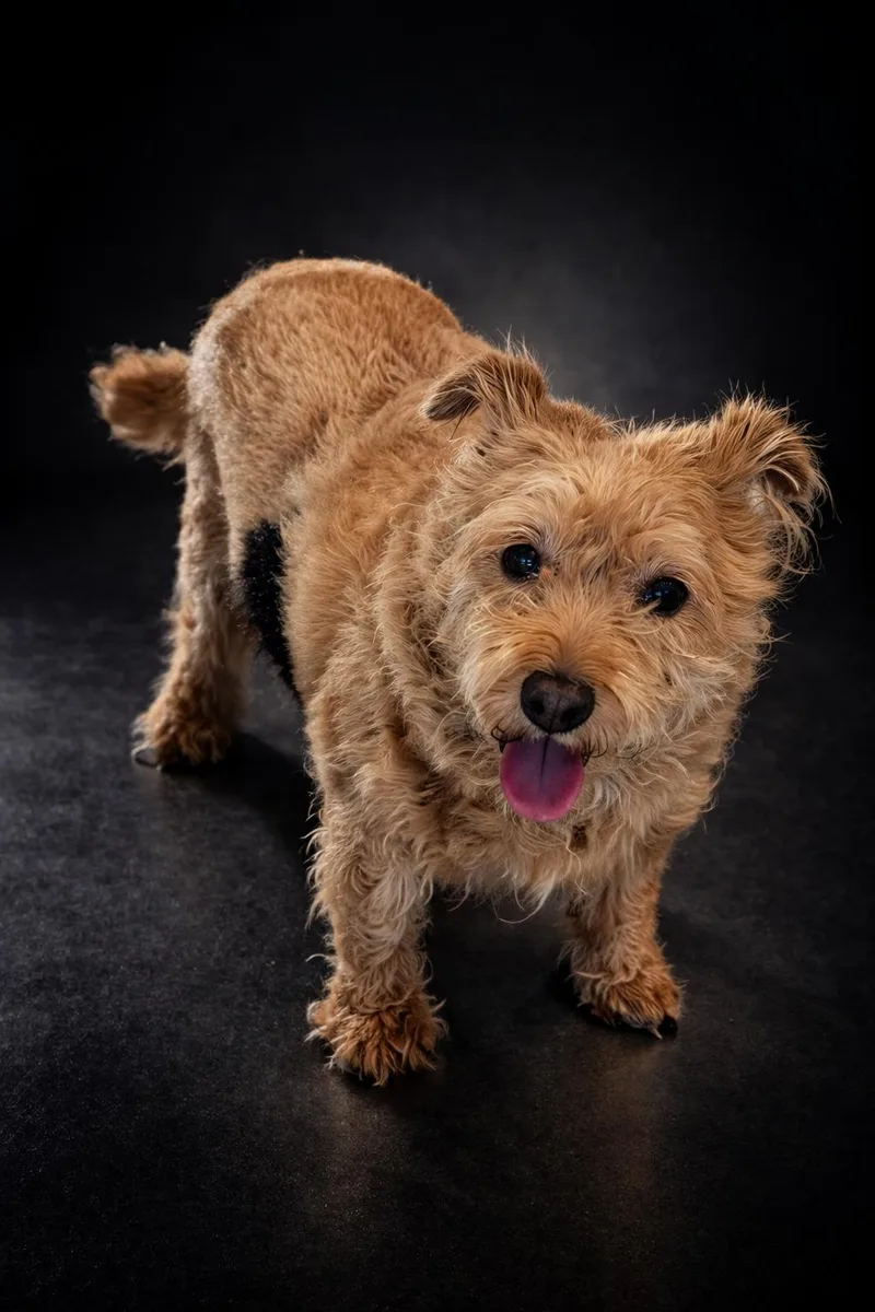 A senior medium-sized female Golden Terrier dog named Ginger for adoption in Wooster, OH