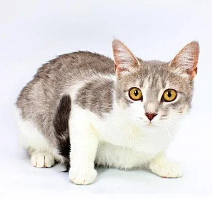 An adult small-sized female Domestic Short Hair cat named Caillat for adoption in Morton Grove, IL
