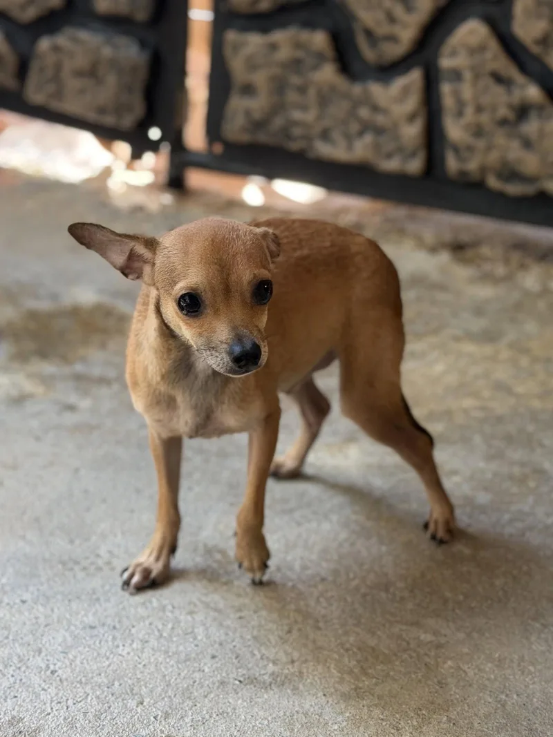 An adult small-sized female Chihuahua dog named Wren for adoption in Locust Fork, AL