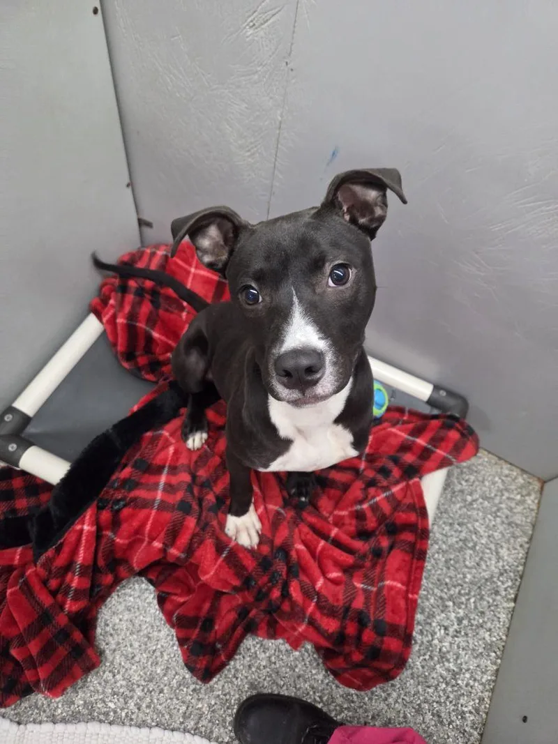 A baby medium-sized male Yellow / Tan / Blond / Fawn Black Labrador Retriever dog named Franklin for adoption in Parma, OH