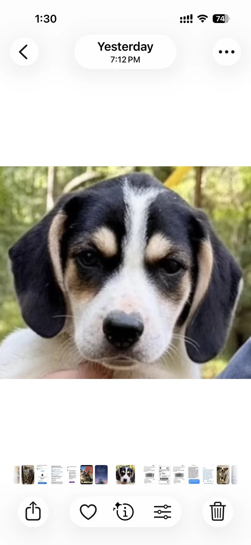 A baby medium-sized female Hound dog named Florence for adoption in seaside heights, NJ