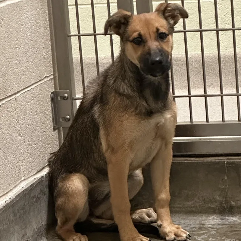A baby medium-sized female Yellow / Tan / Blond / Fawn German Shepherd Dog dog named Iepastray for adoption in Upland, CA