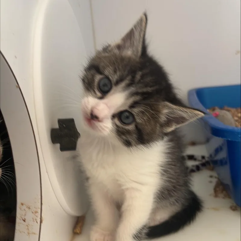 A baby small-sized male Black Domestic Short Hair cat named Taquito for adoption in Kanab, UT