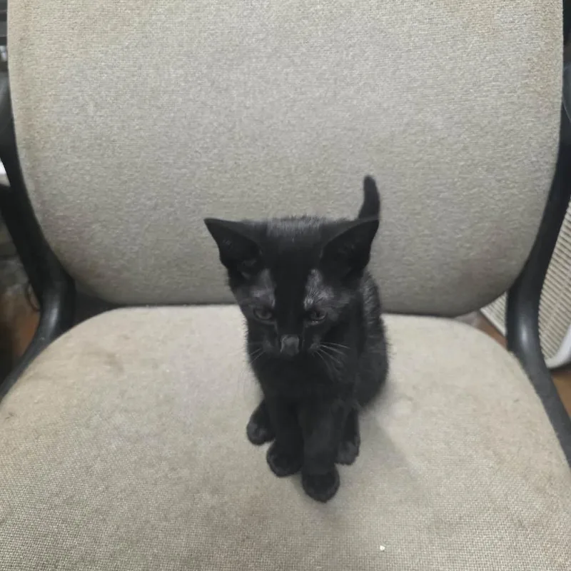 A baby small-sized female Black Domestic Short Hair cat named Libby for adoption in Eufaula, AL