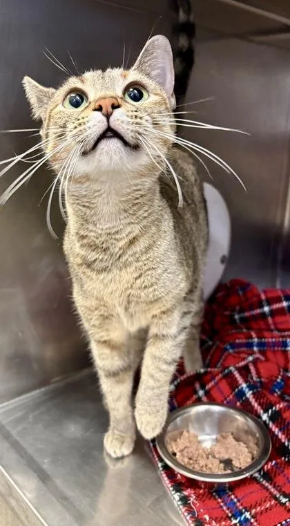 An adult medium-sized female Torbie Domestic Short Hair cat named Butterfly for adoption in Lafayette, IN