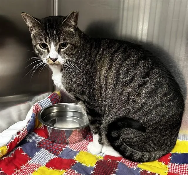An adult large-sized male Domestic Short Hair cat named Fat Boy for adoption in Pasadena, TX
