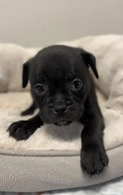 A baby small-sized female Boxer dog named Aurora for adoption in Lawrenceville, GA