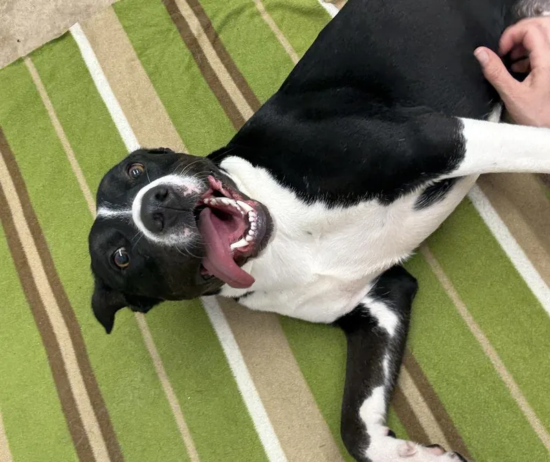 A baby medium-sized female Mixed Breed dog named Posy for adoption in Detroit, MI