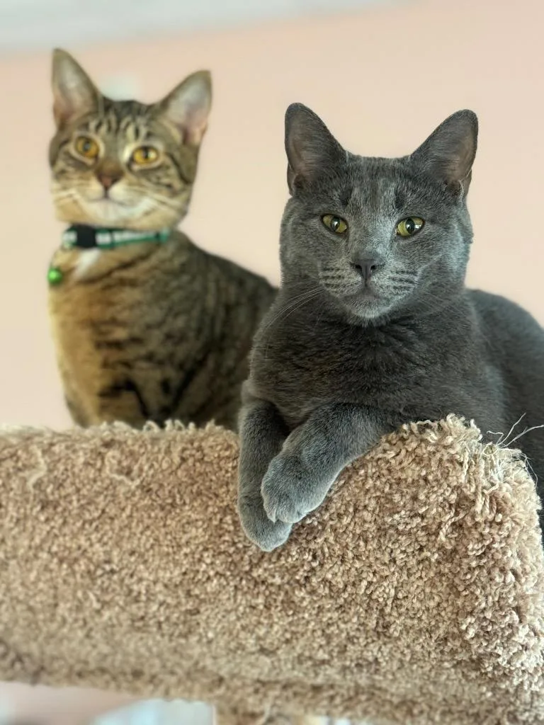 An adult small-sized male Domestic Short Hair cat named Kevan for adoption in Dalton, GA