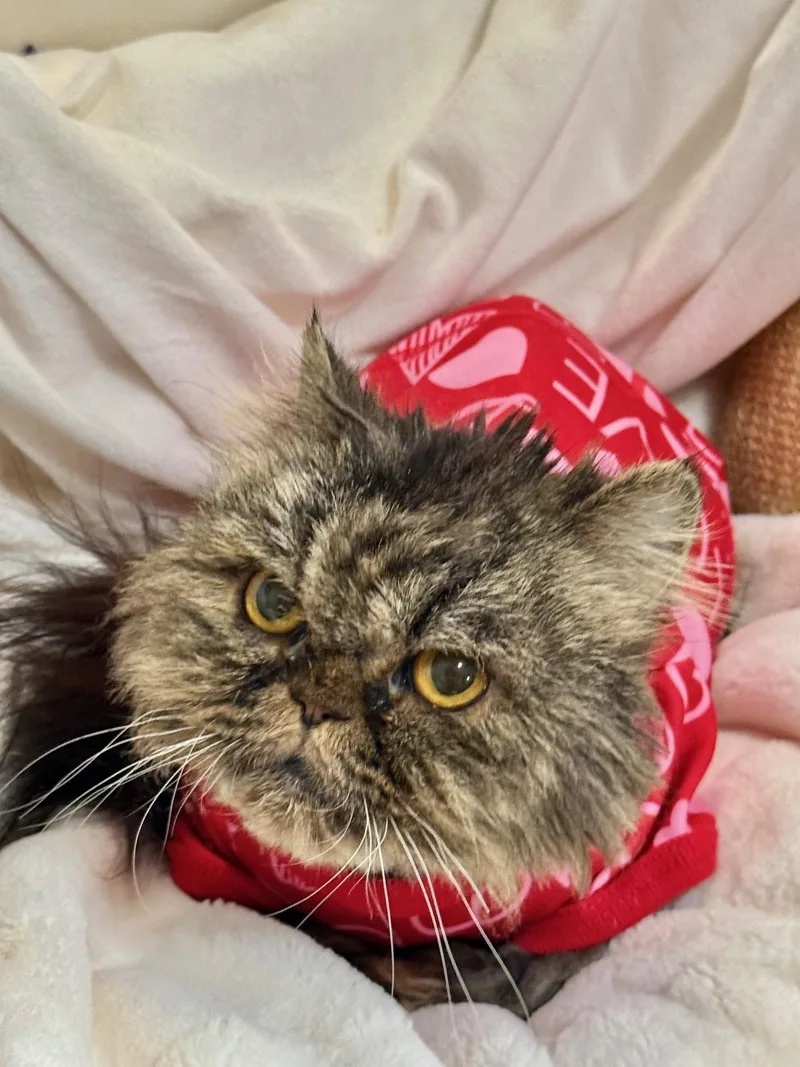 An adult small-sized female Persian cat named Elise for adoption in Miami, FL