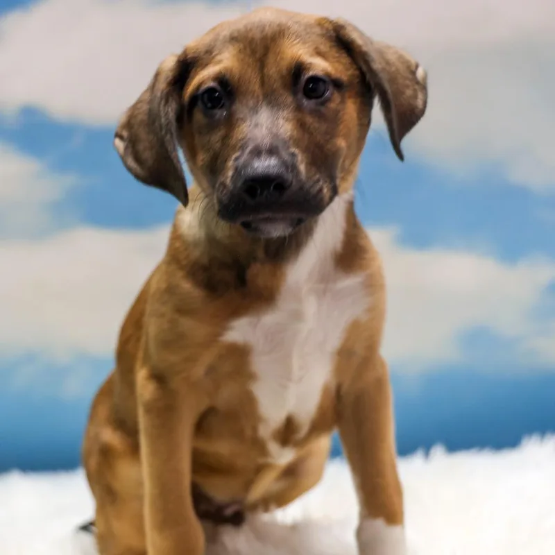 A baby medium-sized male Brown / Chocolate Mixed Breed dog named Gu Vo for adoption in Casa Grande, AZ