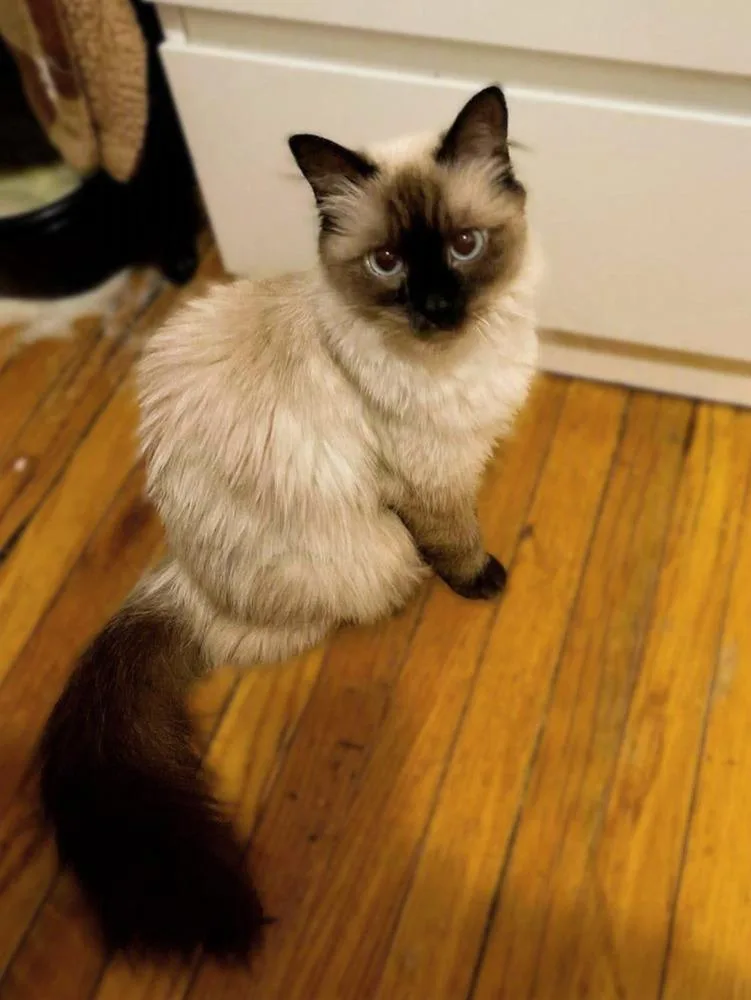 A baby small-sized female Siamese cat named Blue for adoption in Chicago, IL