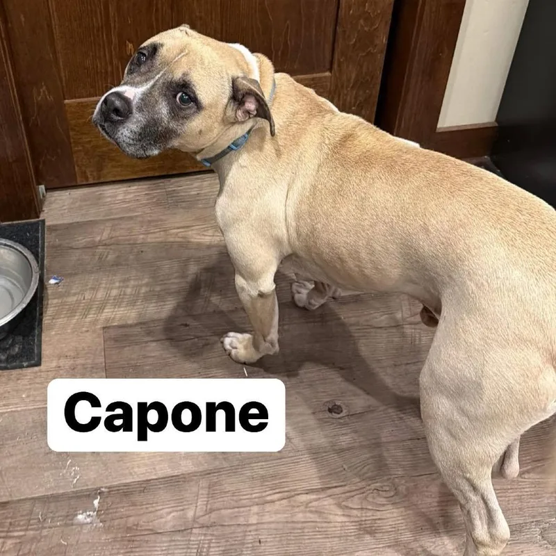 Capone thumbnail 2